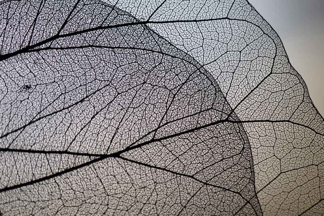close up view of a leaf